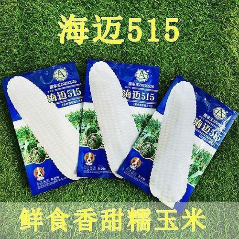海迈非转基因香甜种子国审鲜食玉米甜加糯基地大田玉米种孑糯
