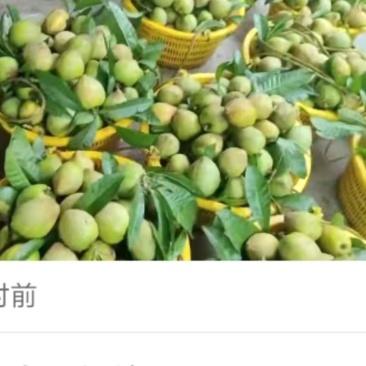 三亚蛋黄果