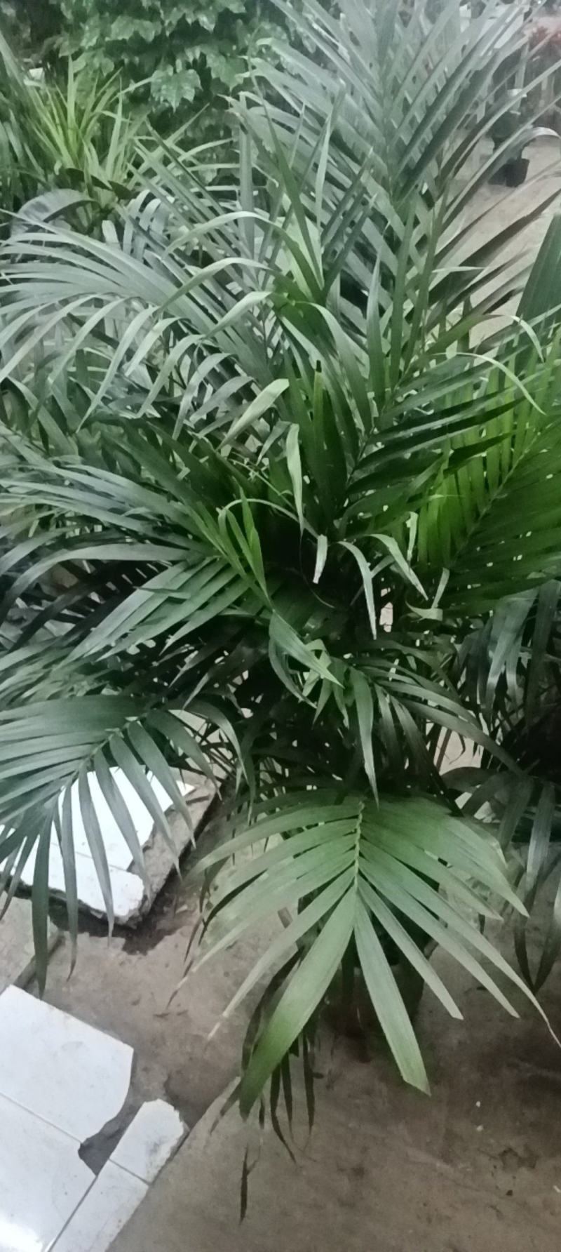 富贵椰子