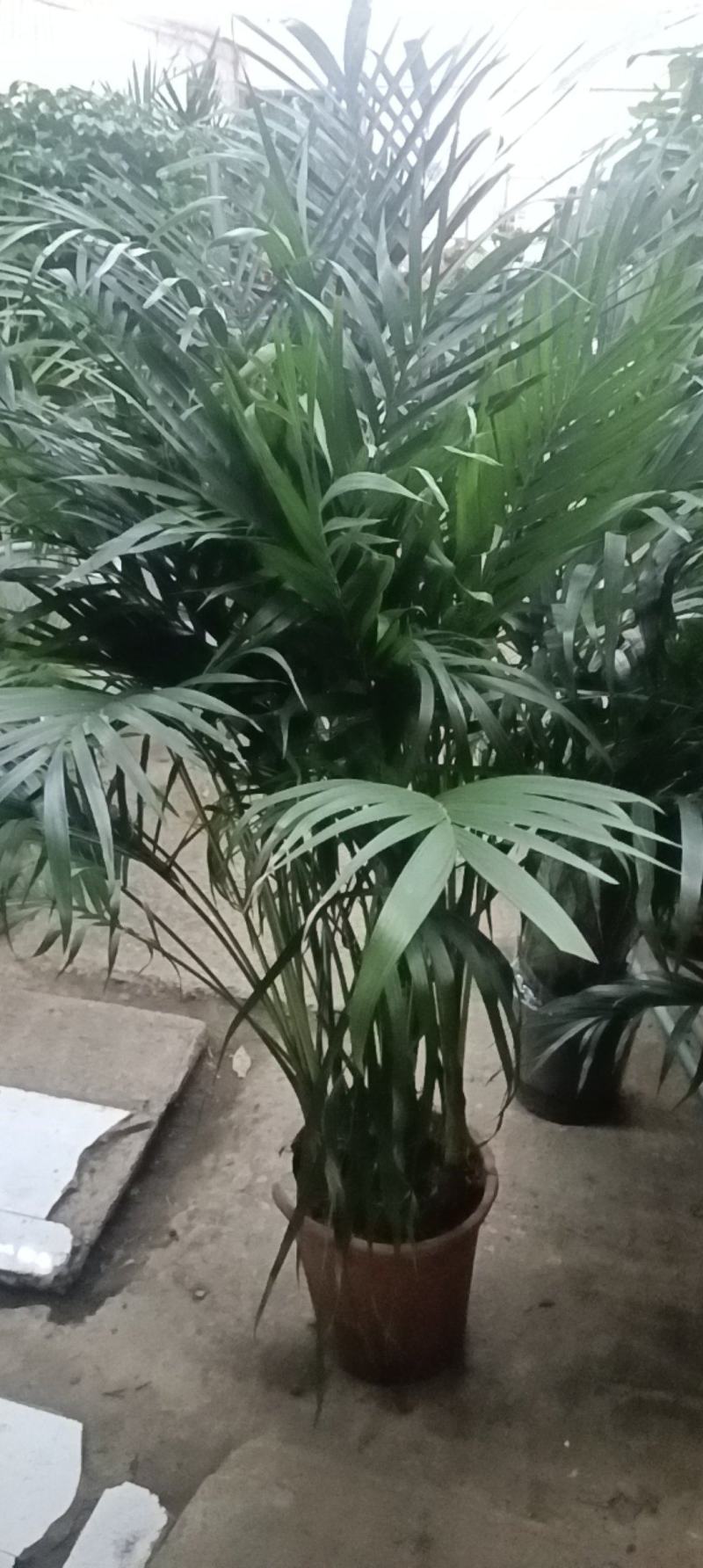 富贵椰子