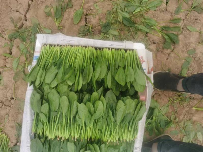 山东滨州惠民县优质大叶菠菜上市鲜嫩无杂无干叶净菜上车供应商超