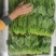 山东滨州惠民县优质大叶菠菜上市鲜嫩无杂无干叶净菜上车供应商超