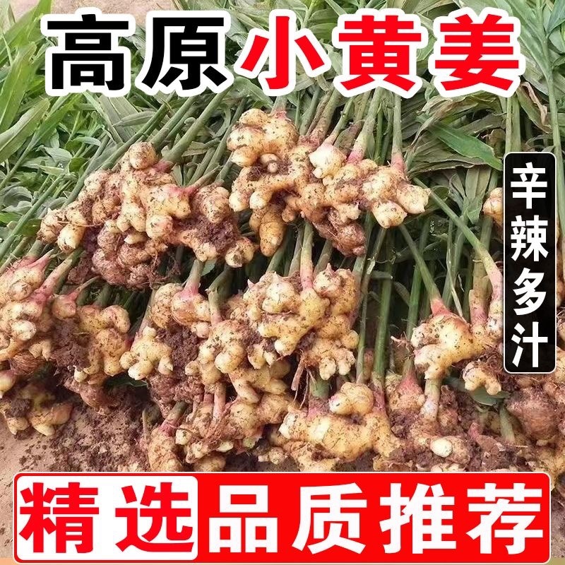 贵州小黄姜