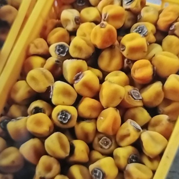 吊饼