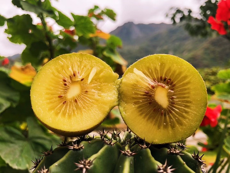 黄心猕猴桃深加工产品展示