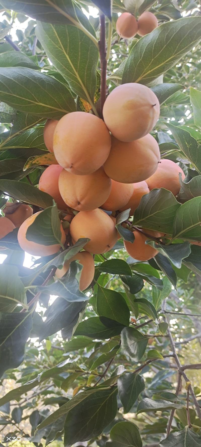 山东青州柿饼