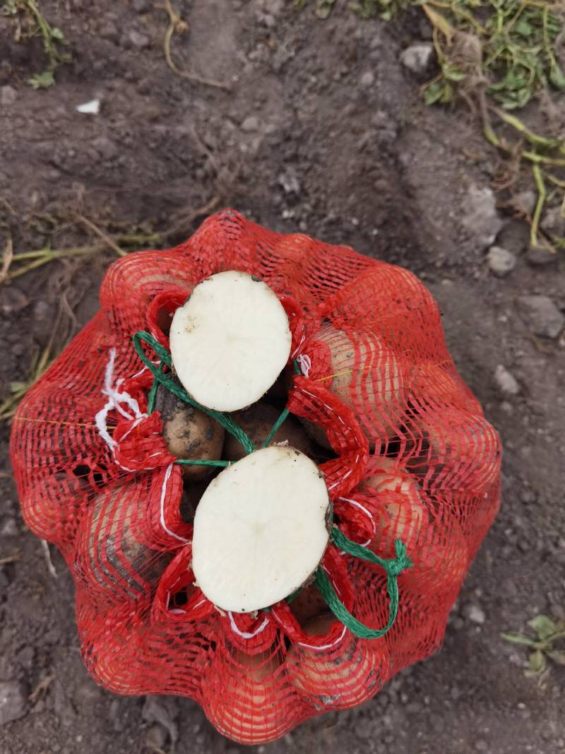 大西洋土豆淀粉高不糠心规格齐全品种丰富有场地有工人备货快