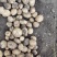 大西洋土豆淀粉高不糠心规格齐全品种丰富有场地有工人备货快