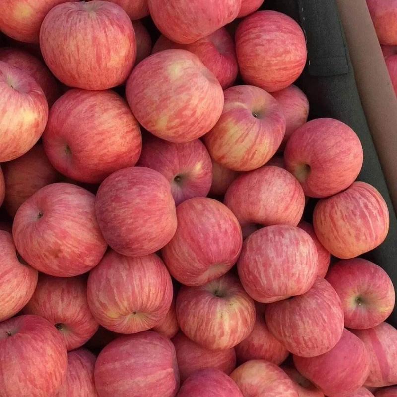 山东冰糖心红富士苹果大量上市了，脆甜可口保质保量货源充足