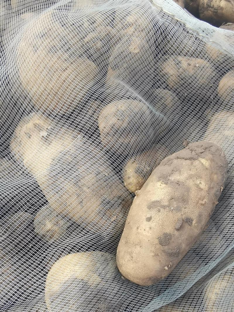 内蒙古麦肯土豆加工薯淀粉含量高产地发货可供加工厂冷库打冷