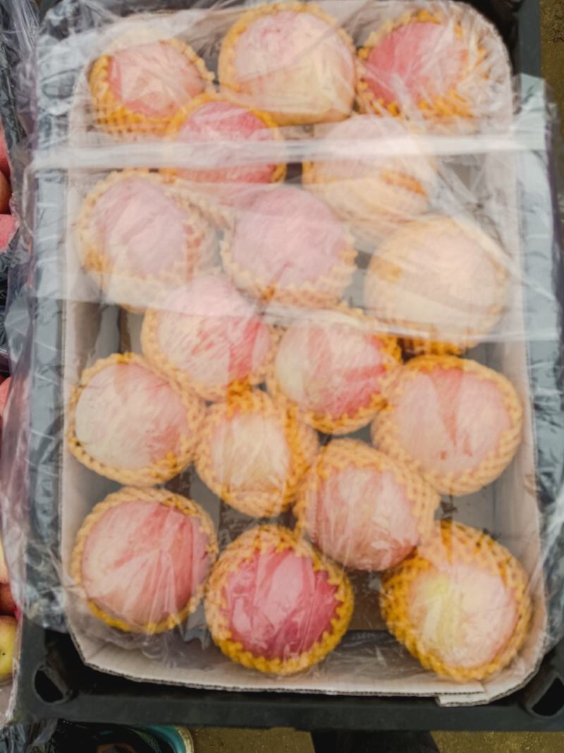陕西条纹红富士大量上市果面干净品质保证欢迎来电咨询
