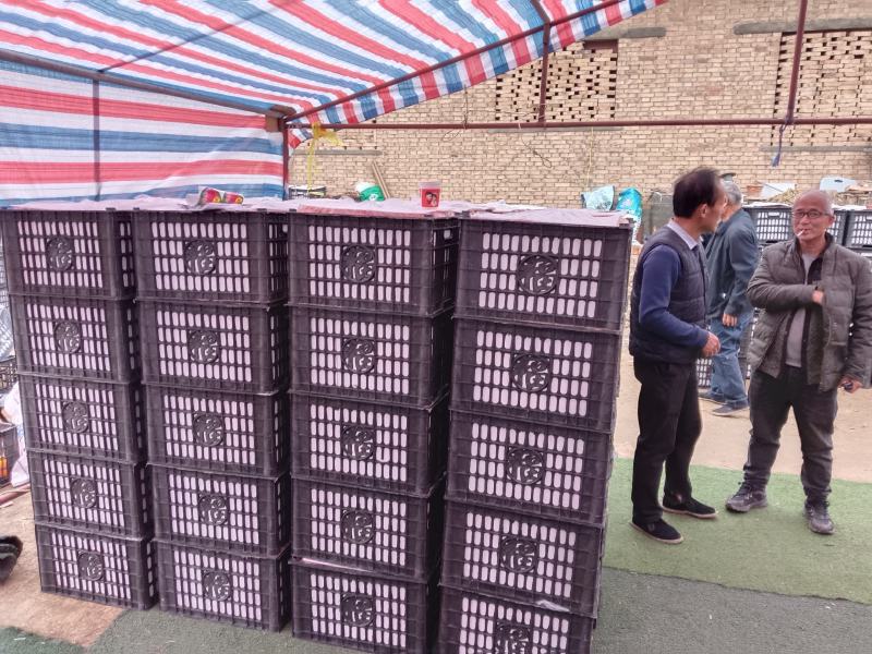 陕西条纹红富士大量上市果面干净品质保证欢迎来电咨询