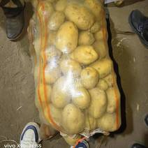 V7黄皮黄心土豆，产地直发质优价廉