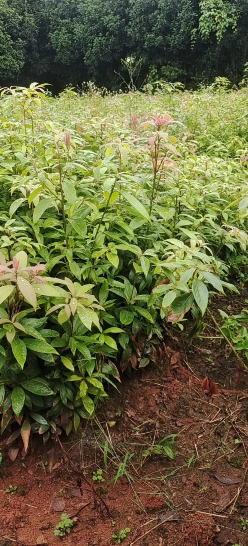 金丝楠木小苗，楠木小苗，一手货源技术指导，苗场直供
