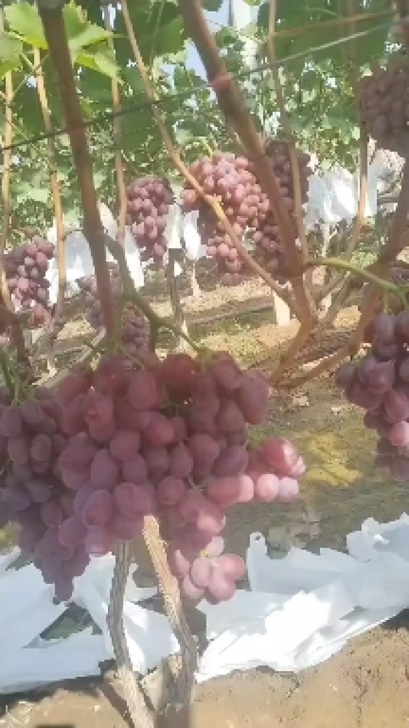 大量供应陕西克伦生葡萄欢迎咨询洽谈