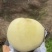 映霜红白桃