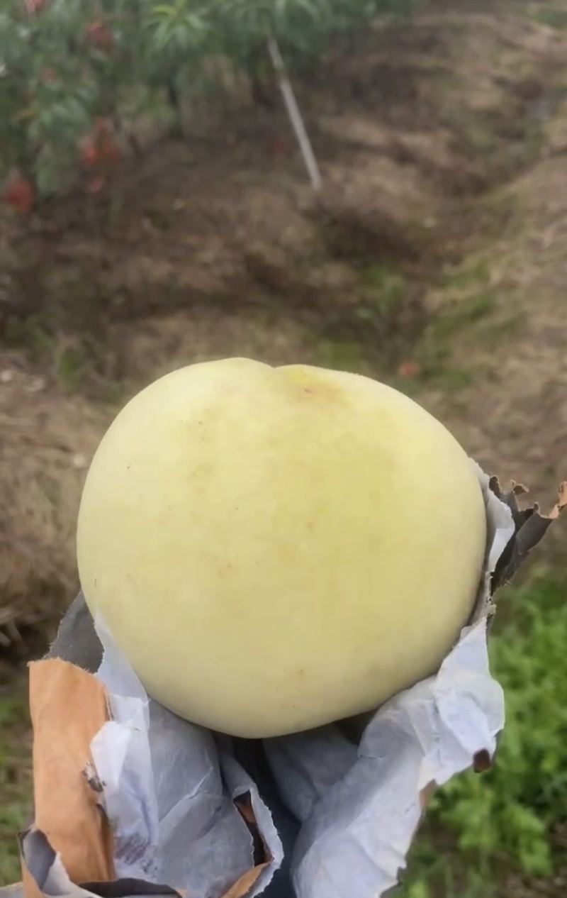 映霜红白桃