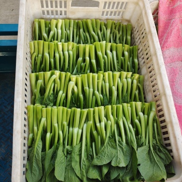 广东菜心