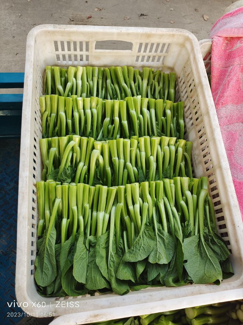 广东菜心
