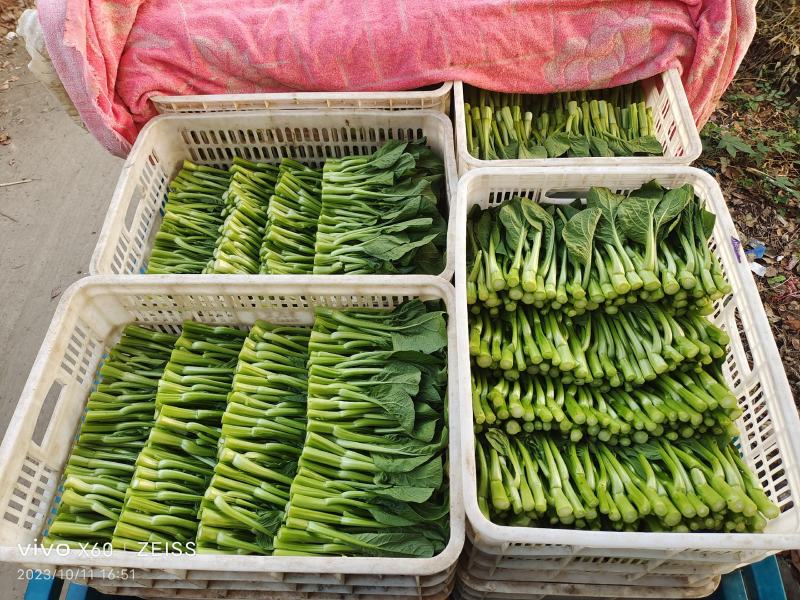 广东菜心
