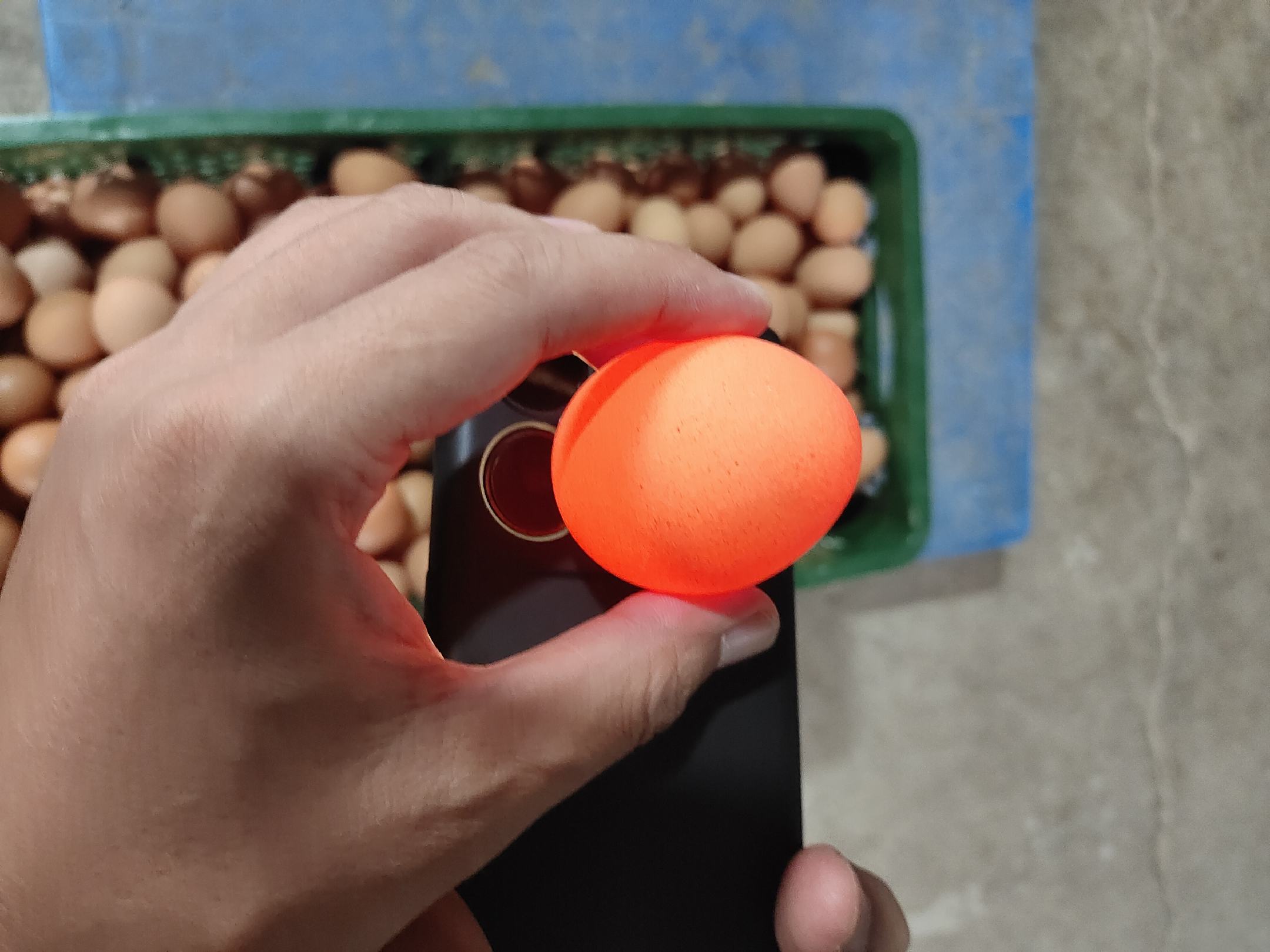 手电筒照射鸡蛋,显示蛋黄清晰位于中央 鸡蛋光照检测示意图