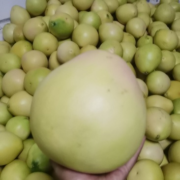 三红蜜柚