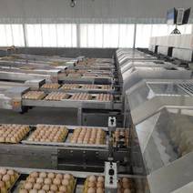 山东精品双色粉6鸡蛋厂家供应品质严控可视频一条龙