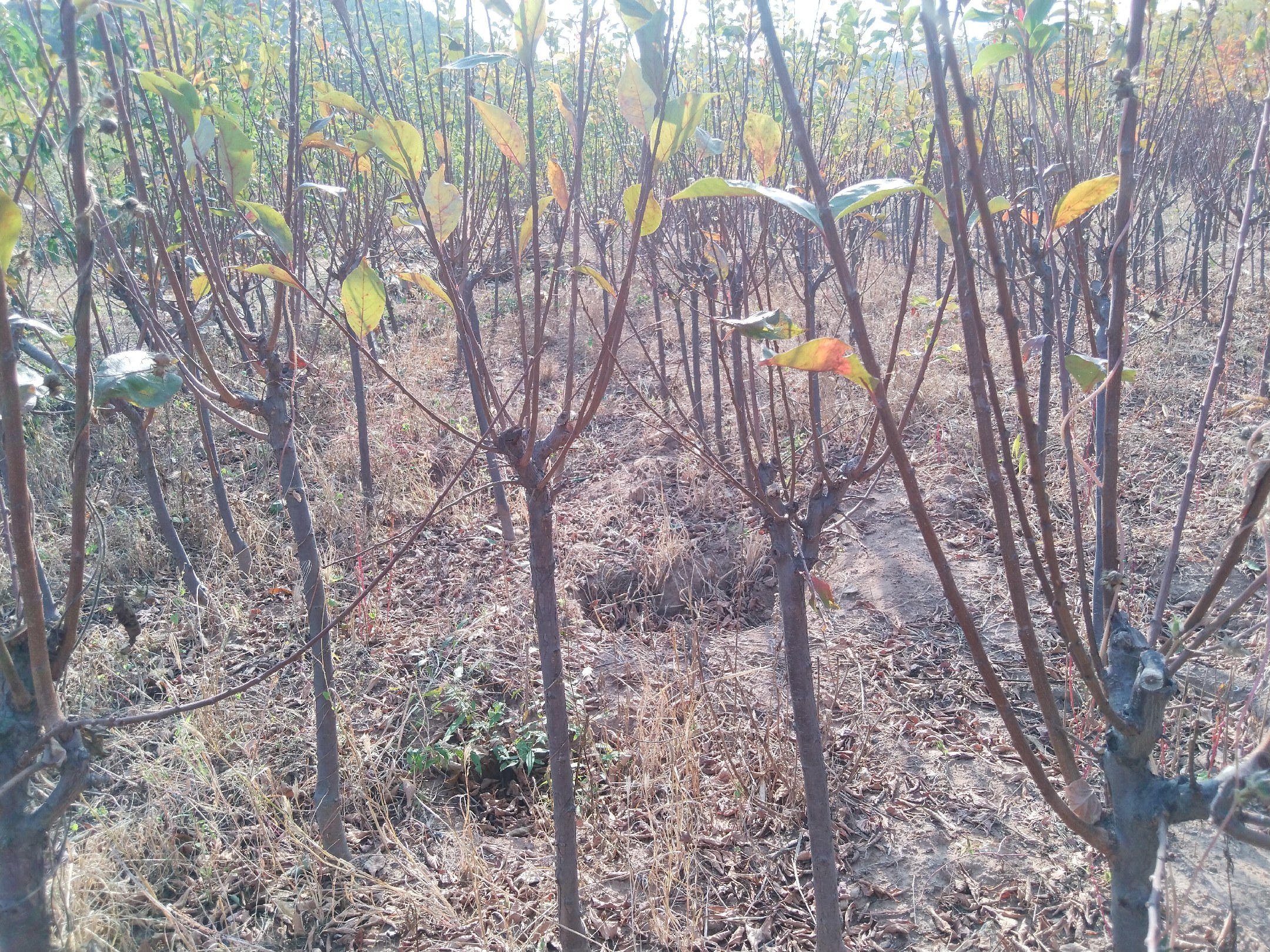 云南青脆李苗在昭通盐津县标准化育苗基地定植场景
