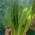 花菜甘蓝芹菜叶子菜