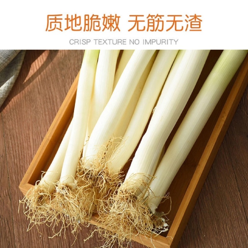 【山东大葱】铁杆大葱产地一手货源，量大从优，对接全国客商