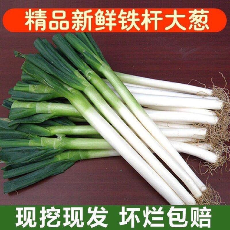 【山东大葱】铁杆大葱产地一手货源，量大从优，对接全国客商