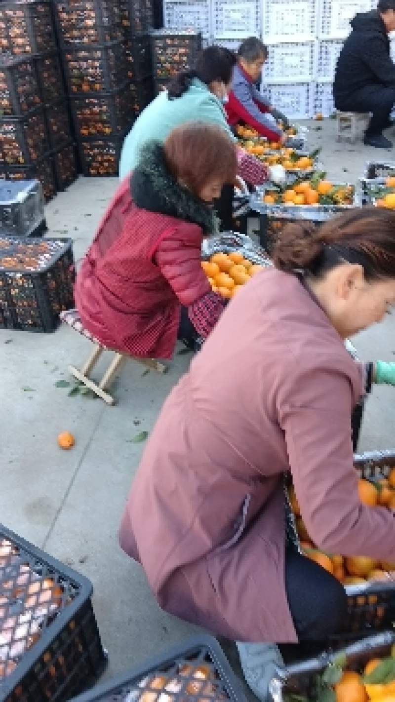 城固桔子大量上市中，产地直销保质保量实况代办