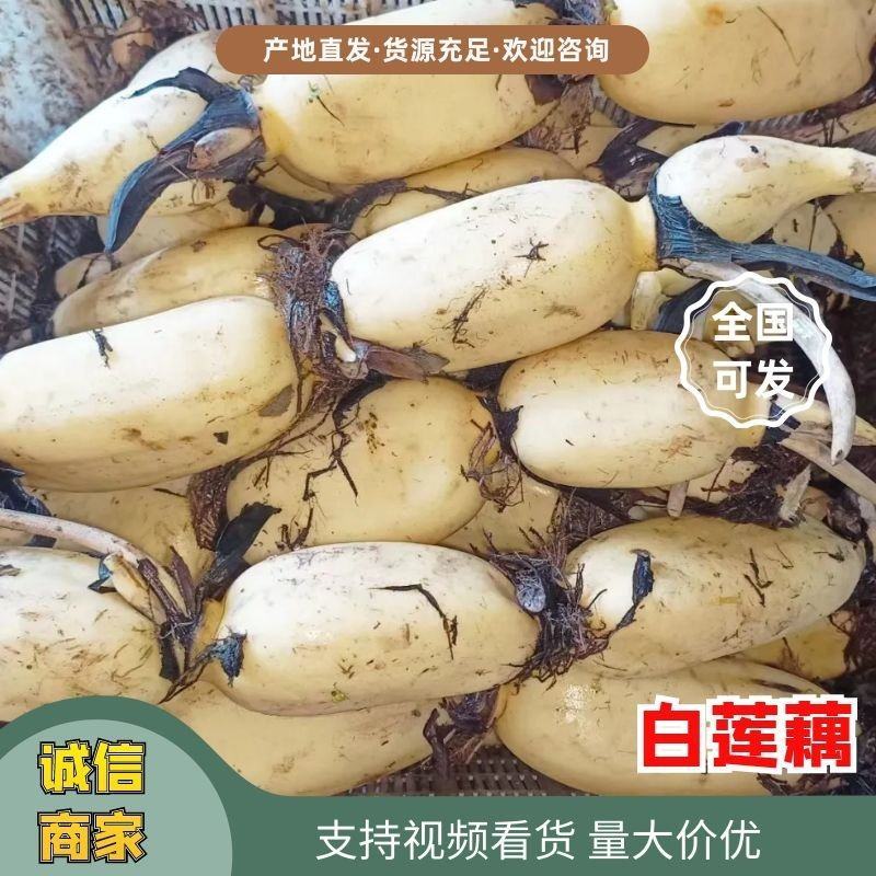 精品白莲藕37/35品种齐全一手货源以质论价