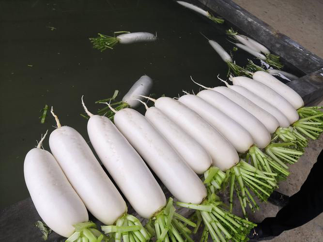萝卜切片泡水
