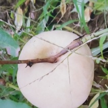 冬桃
