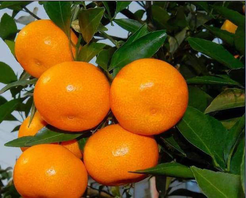 （当季热卖）小叶蜜橘，可对接市场商超，欢迎各位老板选购