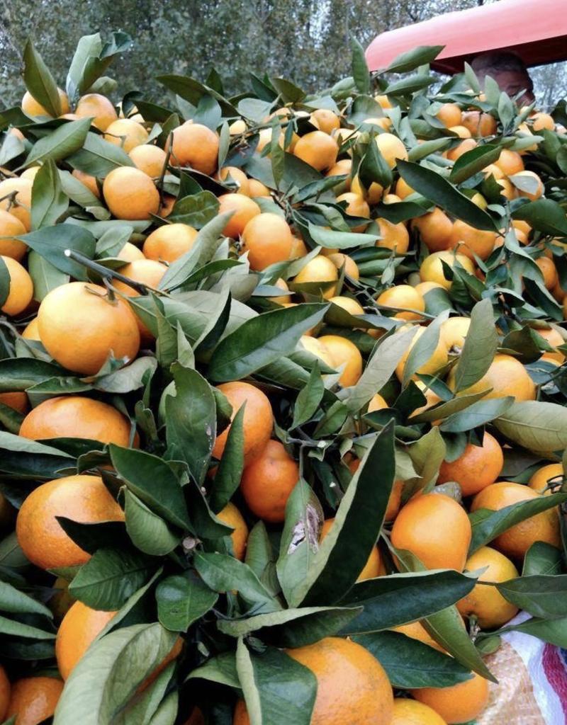（当季热卖）小叶蜜橘，可对接市场商超，欢迎各位老板选购