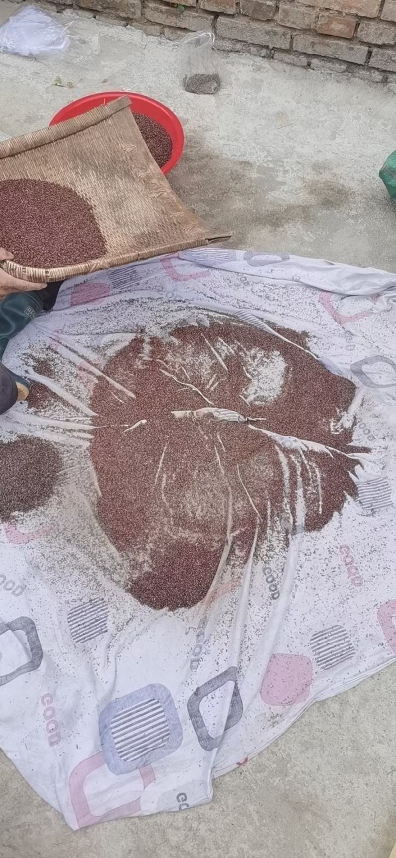 甘肃礼县地道药材高含量小圆叶淫羊藿种子直供