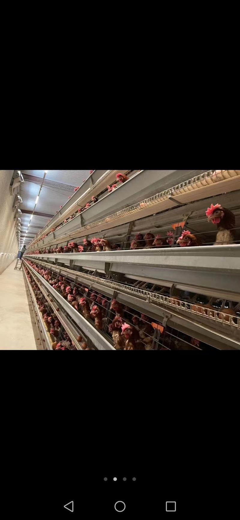 山东精品双色粉6鸡蛋厂家供应品质严控可视频看货一条龙