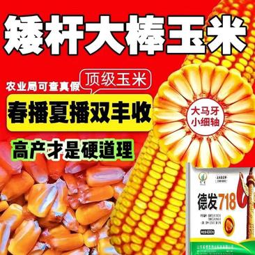 批发零售高产玉米种子抗性强产量高适应性广