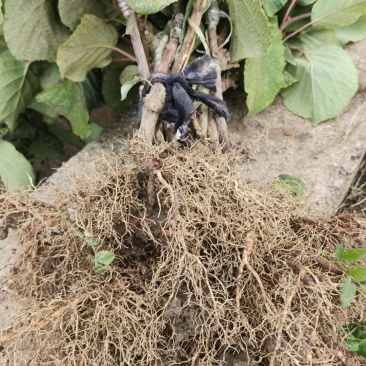 湖南湘西永顺县旺丰猕猴桃嫁接苗基地，大量直供，量大从优