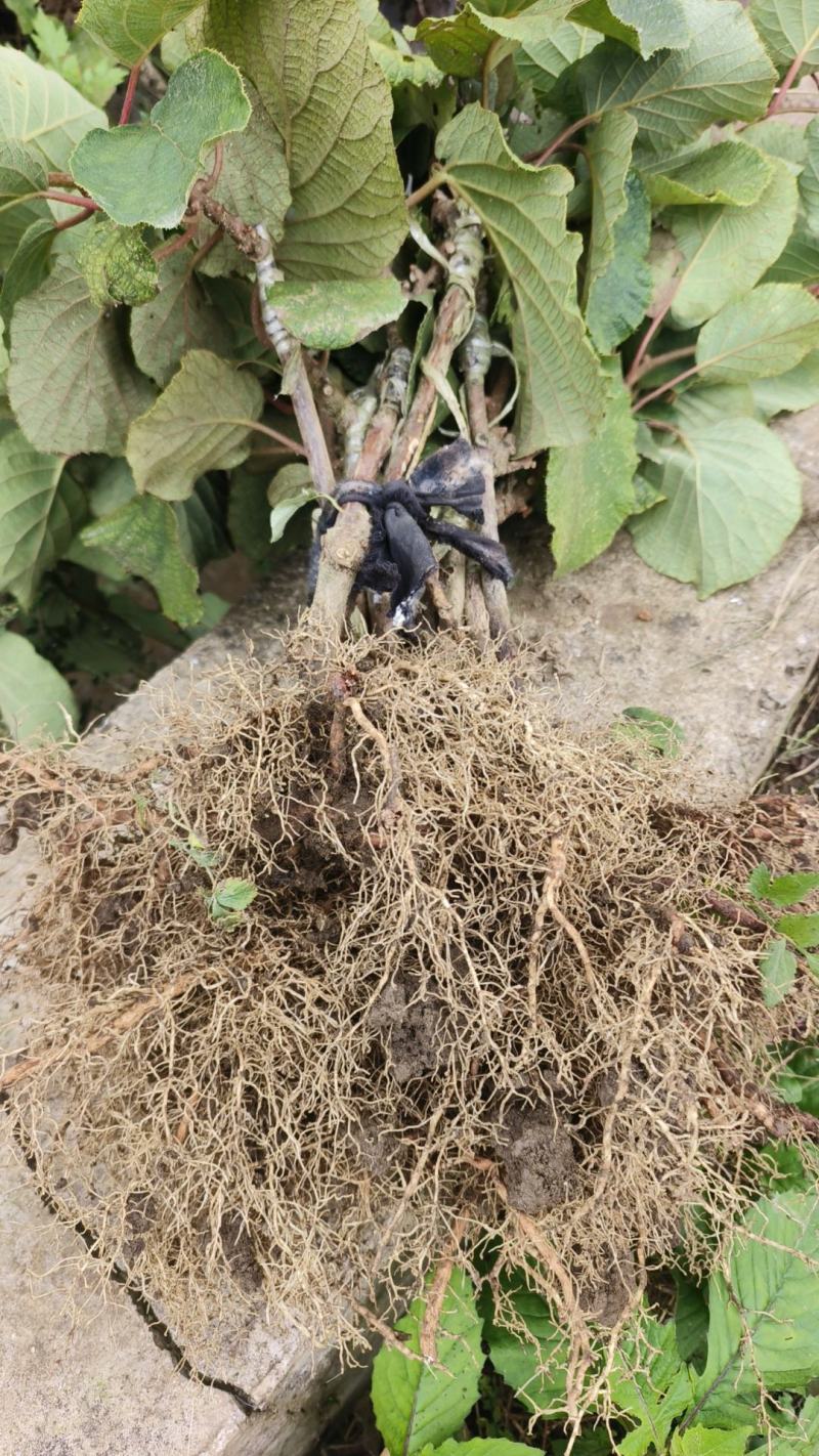 湖南湘西永顺县旺丰猕猴桃嫁接苗基地，大量直供，量大从优