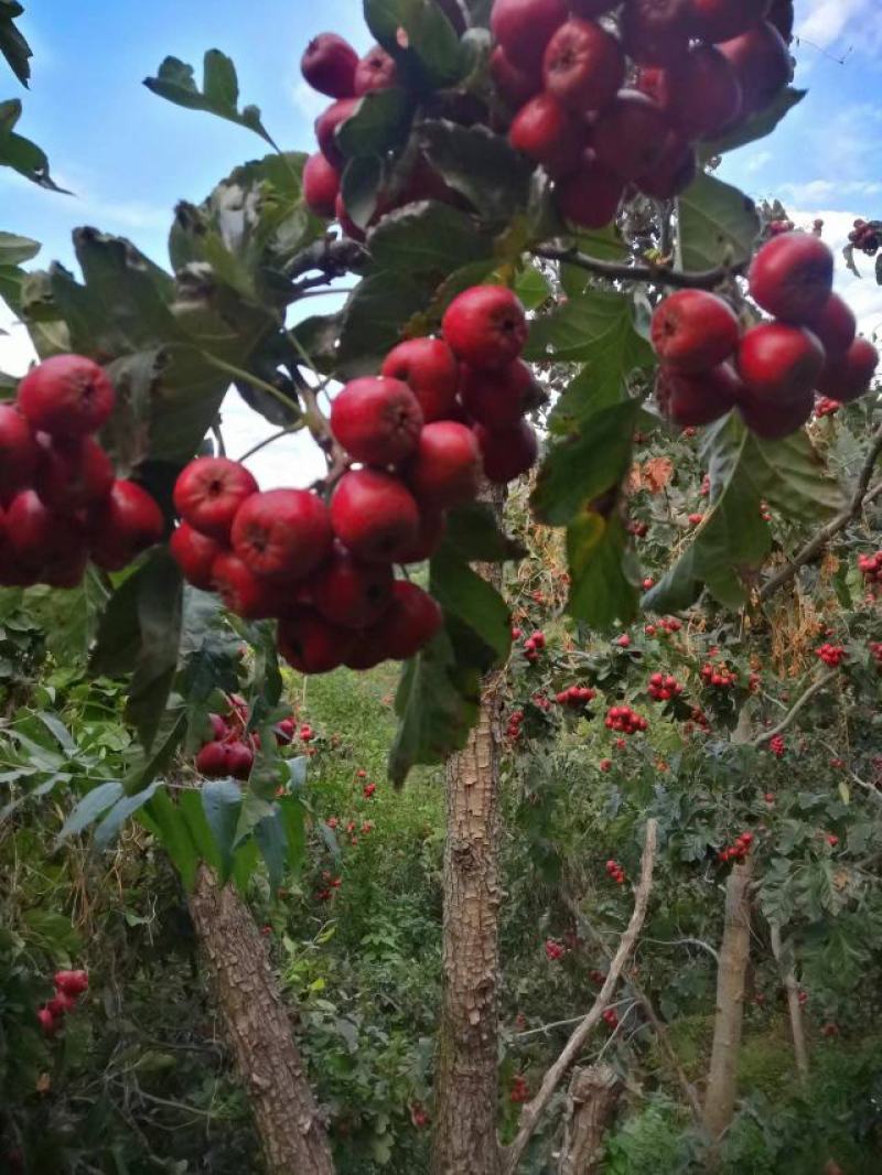 全品类山楂，原产地直发，山楂代办，产地直发，大量现货