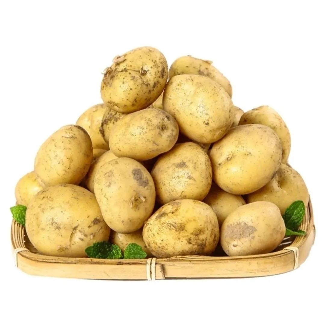 一篮子新鲜土豆
