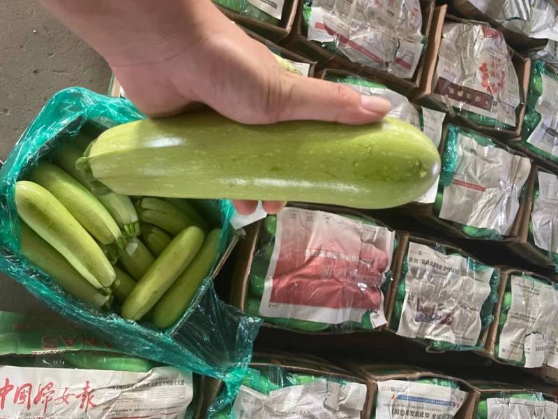 【西葫芦】连云港绿皮西葫芦大量供应对接各大市场电商