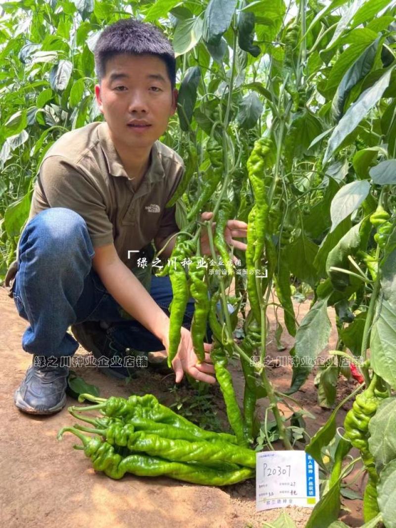 绚螺三号无限生长型全螺旋陇椒种子麻面顺直高产螺丝椒种子