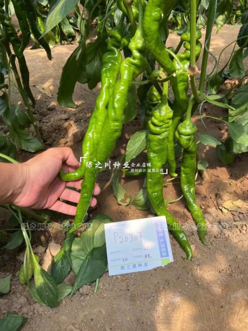 绚螺三号无限生长型全螺旋陇椒种子麻面顺直高产螺丝椒种子