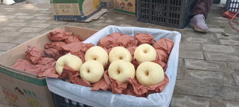小酥梨产地直供货源充足大量上市品质保证全国发货