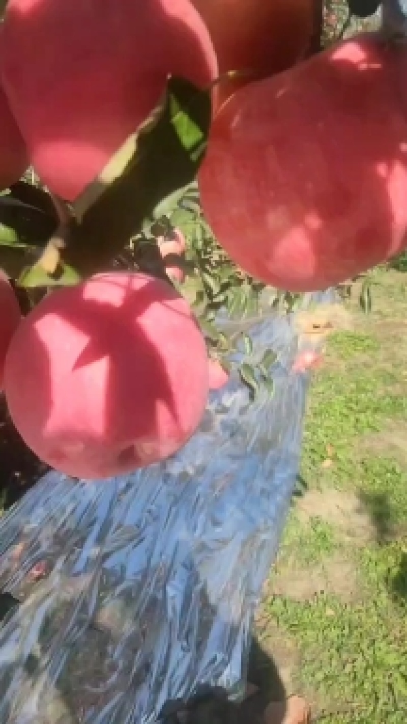 寒富苹果是辽宁鞍山独有的沙地平原苹果黄壤多汁