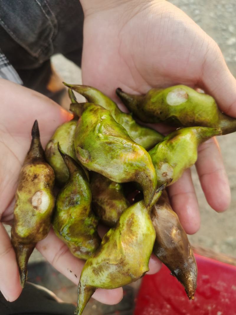 淮河大青菱大量上市，产地发货，一手货源，保质保量欢迎咨询